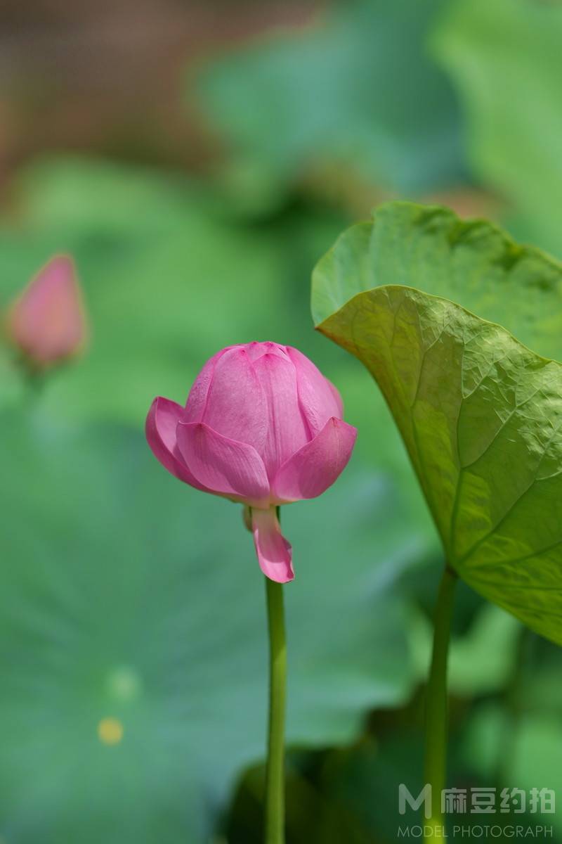 纪实模特