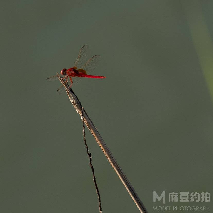 纪实模特