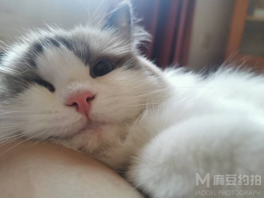 孕照模特