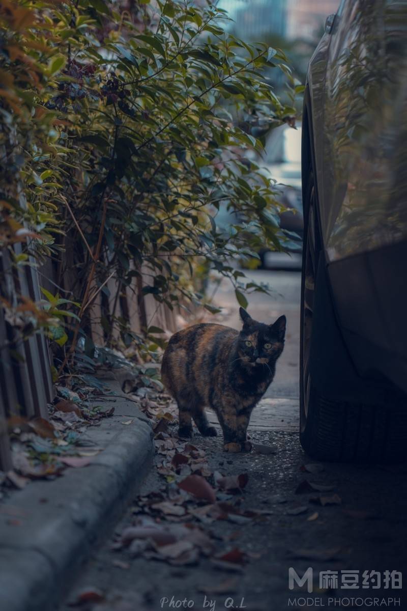 纪实模特
