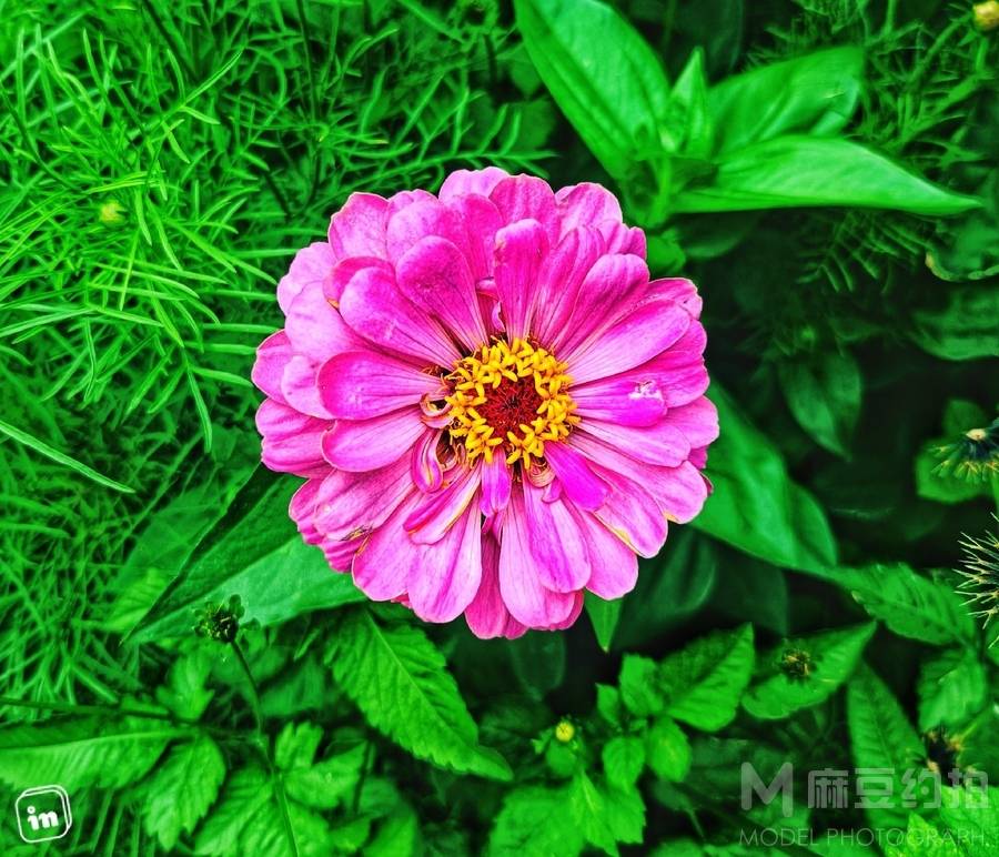 清新模特