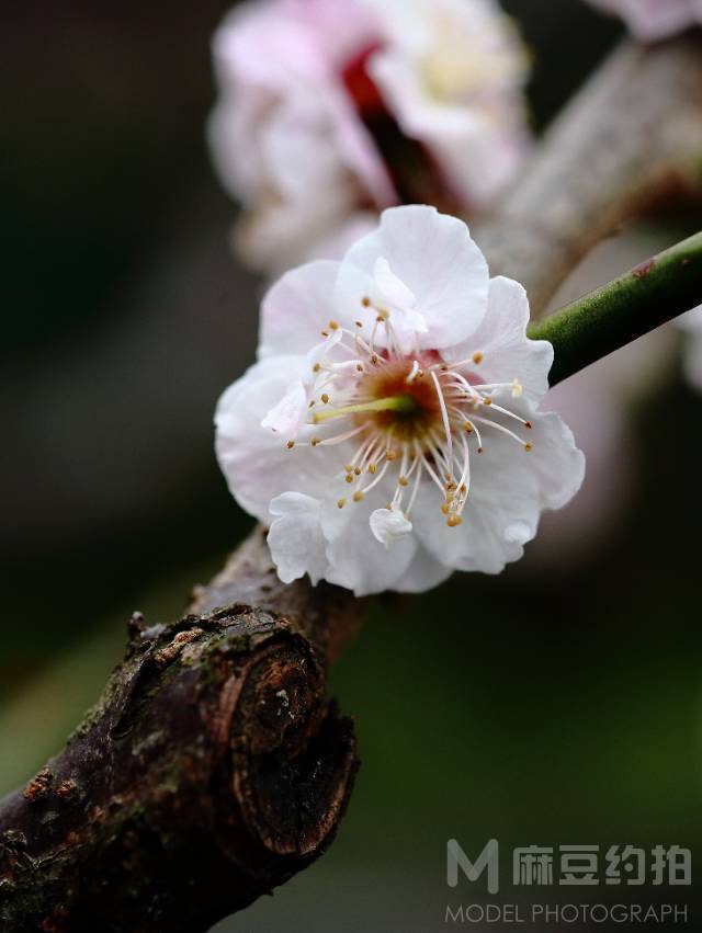 纪实模特