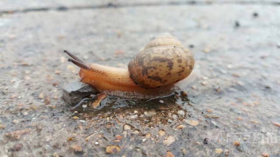 纪实模特