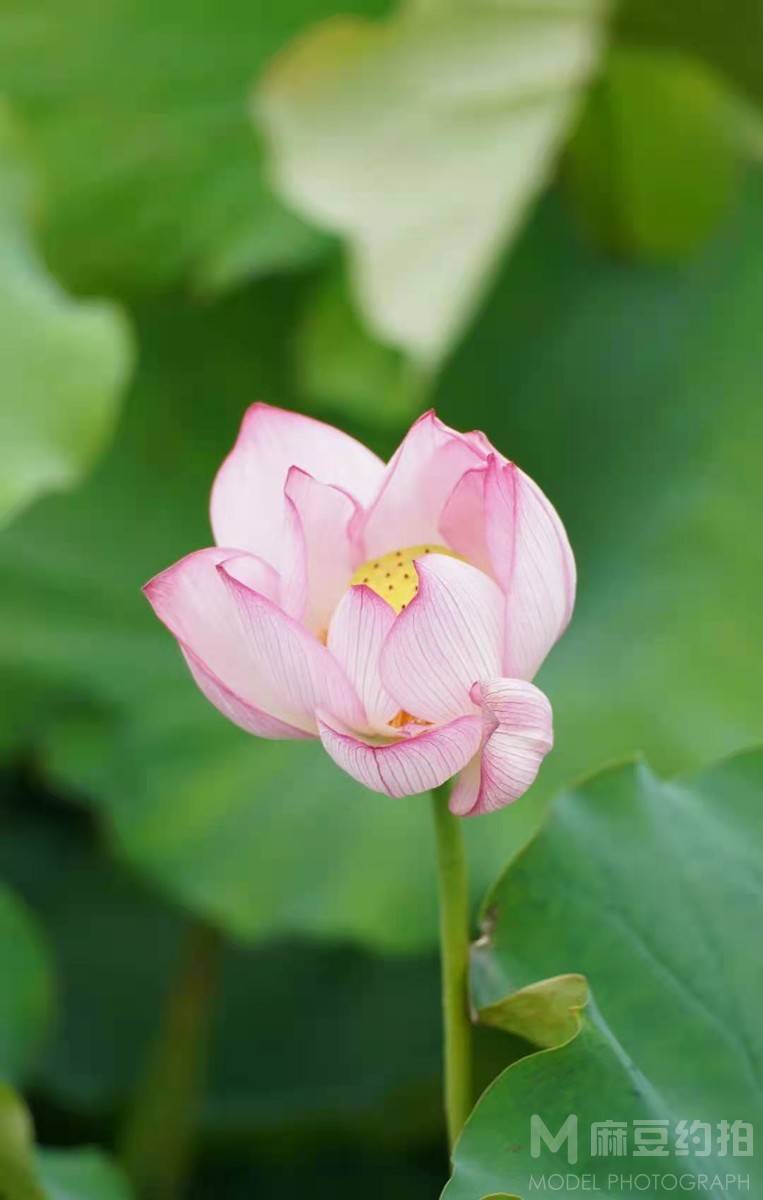 纪实模特