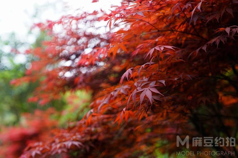 黑白模特