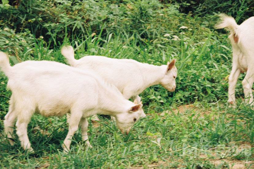 宝丽来模特