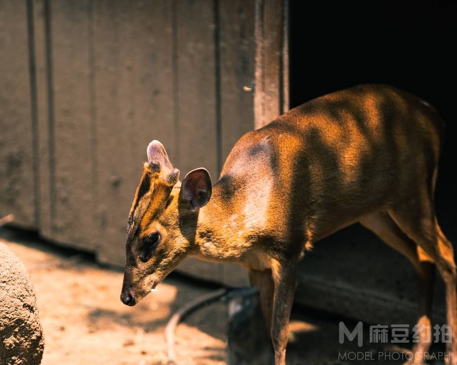 纪实模特