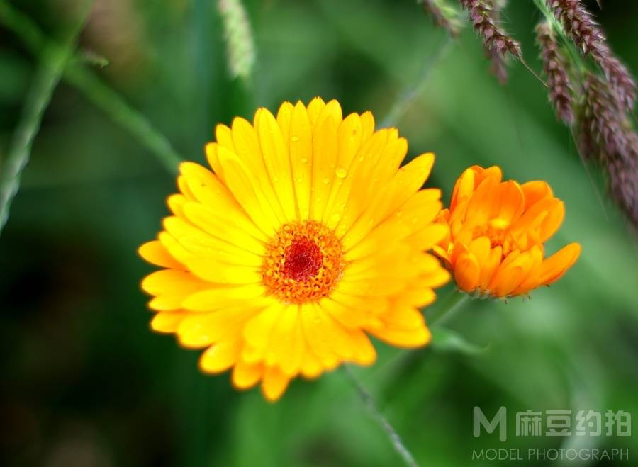 纪实模特