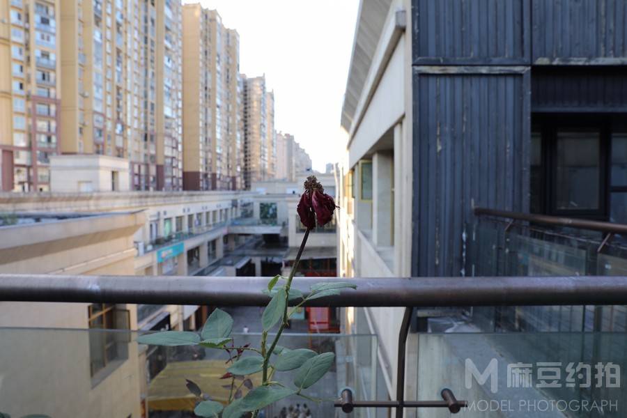 宝丽来模特