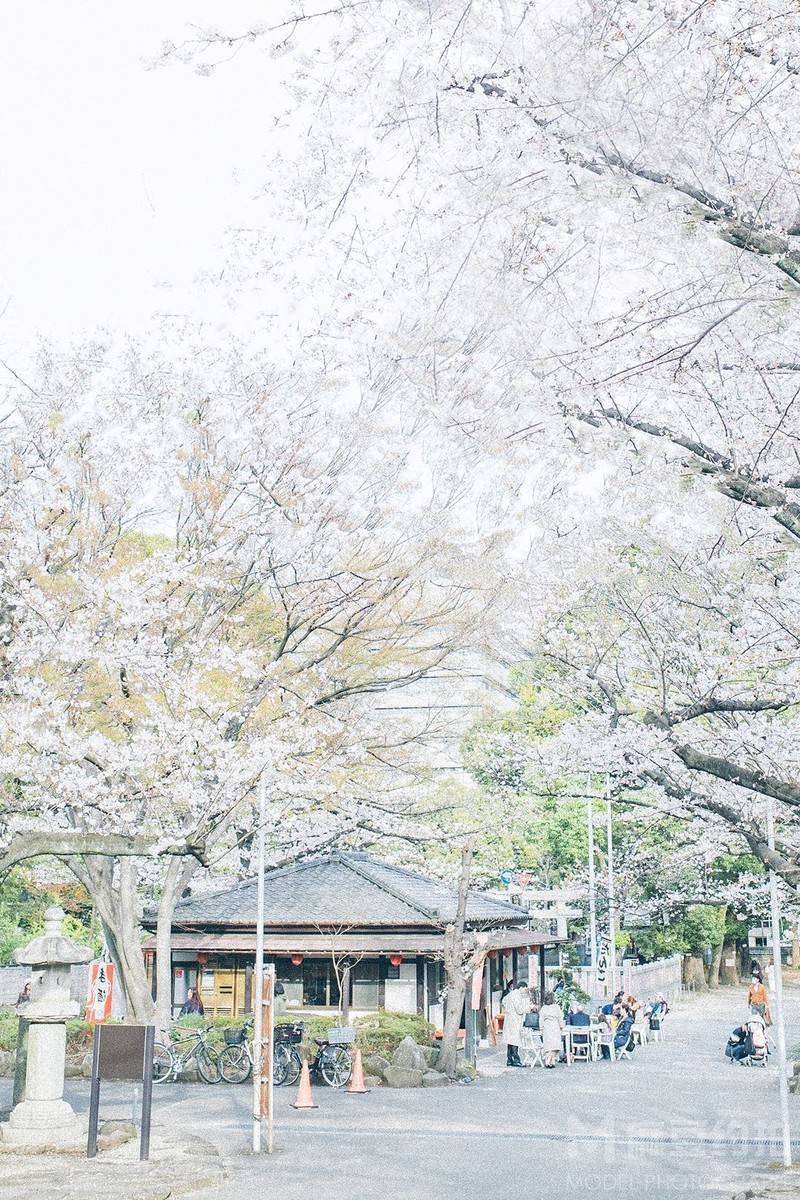 和服模特