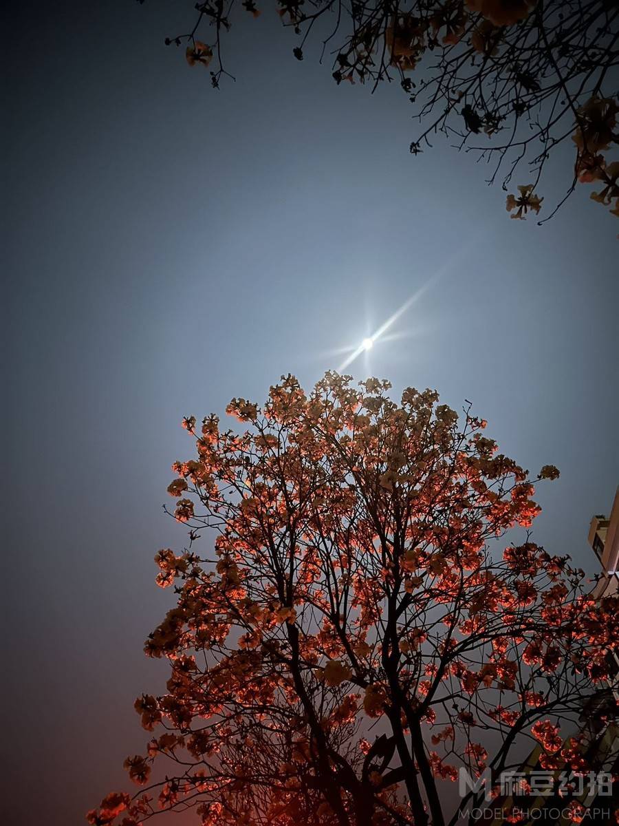 夜景模特