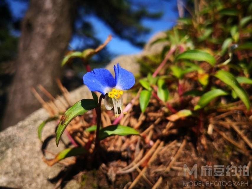 纪实模特