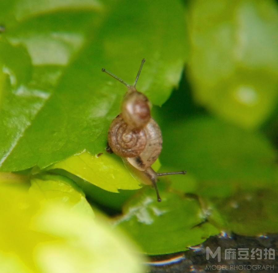 纪实模特