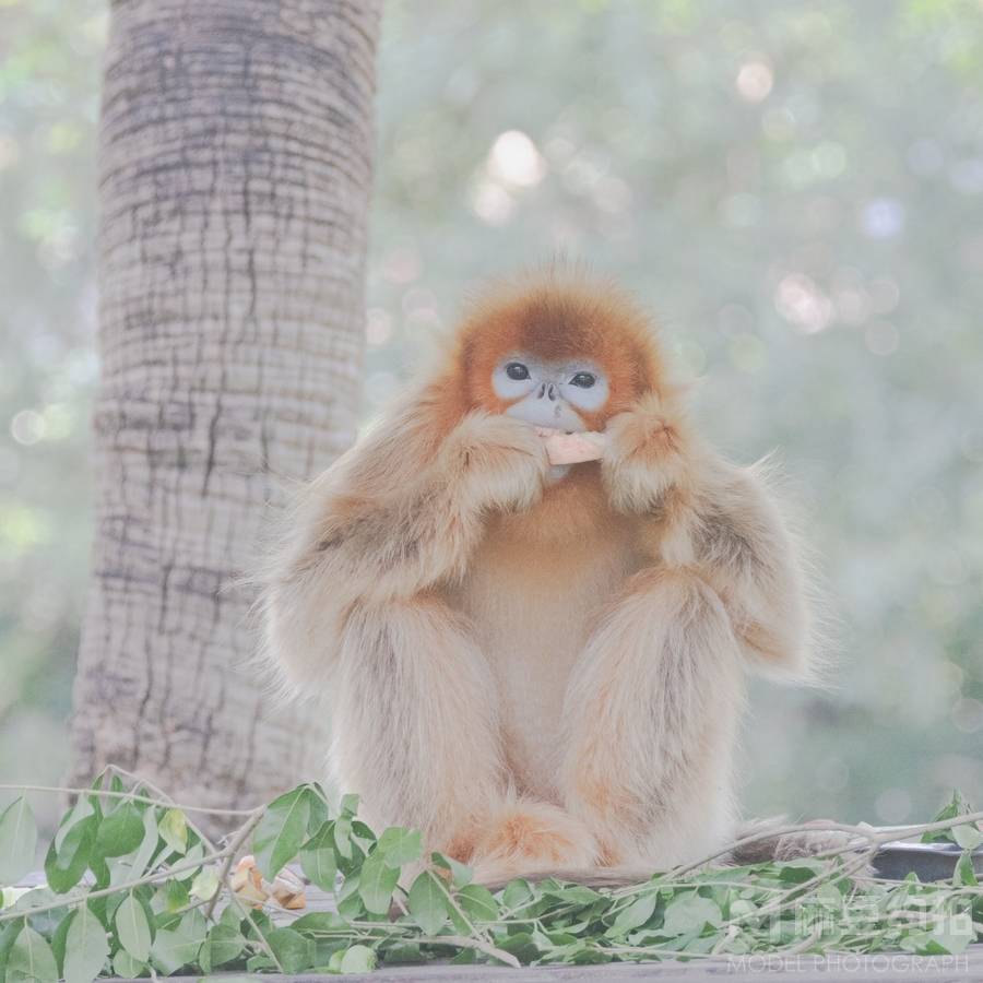 纪实模特