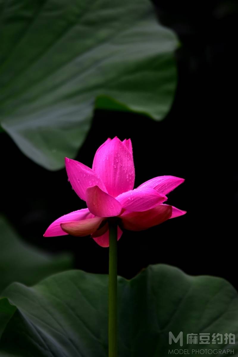 纪实模特