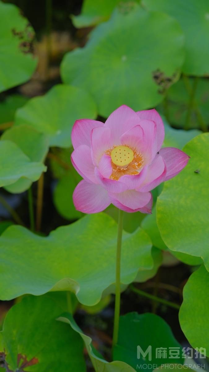 纪实模特