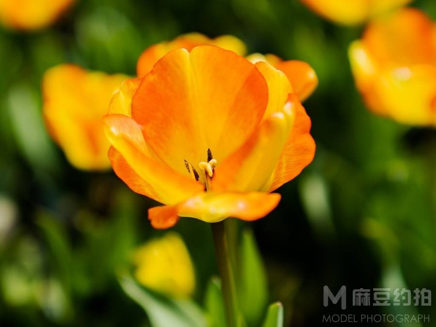 清新模特