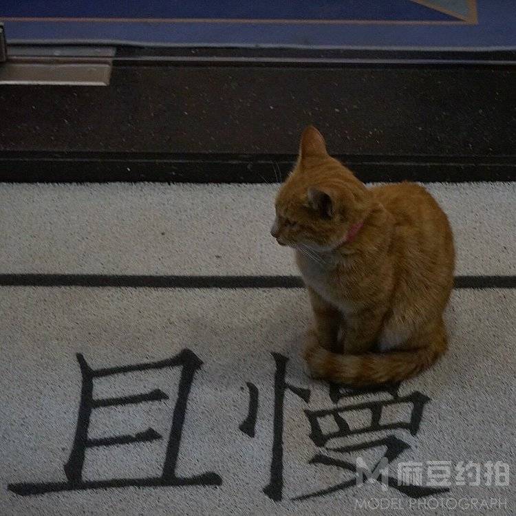 纪实模特