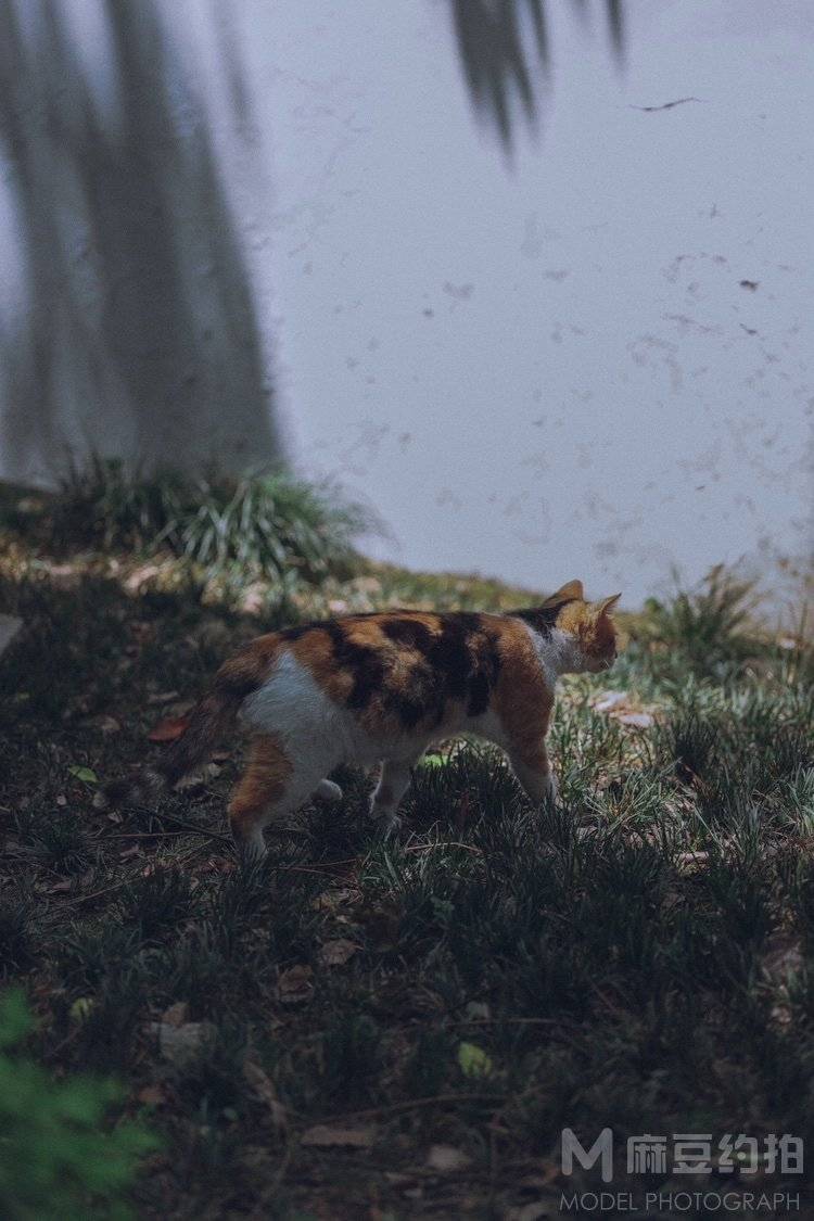 胶片模特