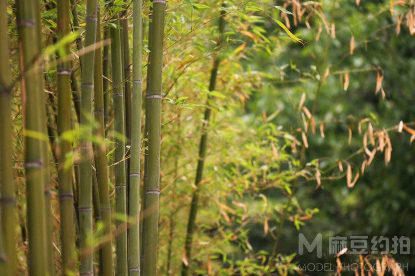 纪实模特