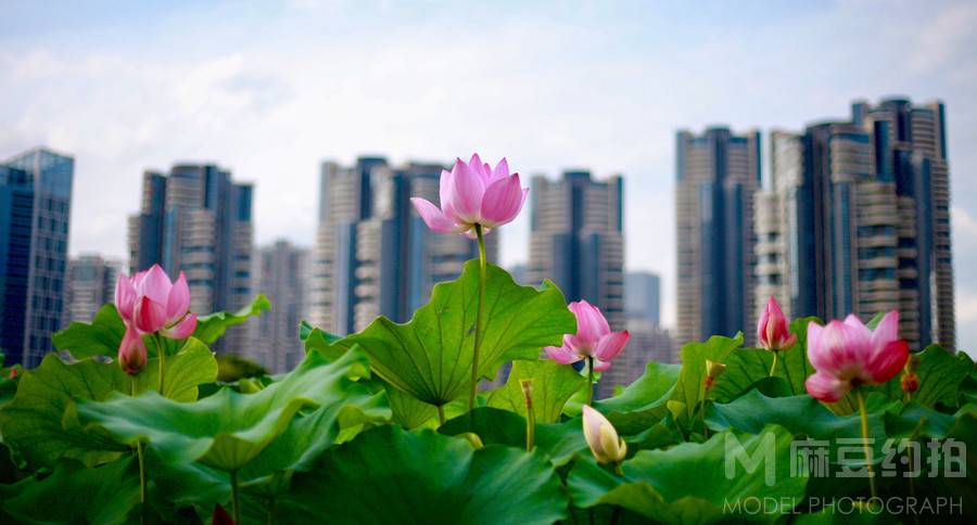 清新模特