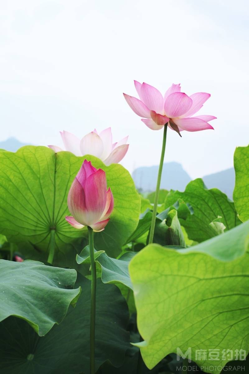 旗袍模特