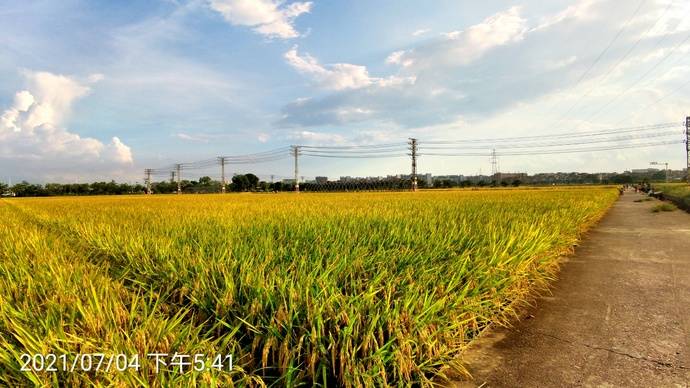 东莞东城周屋稻田