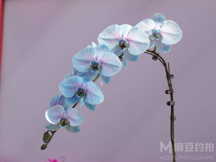 胶片模特