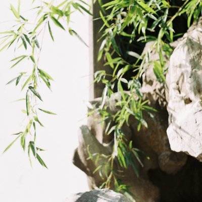 胶片模特