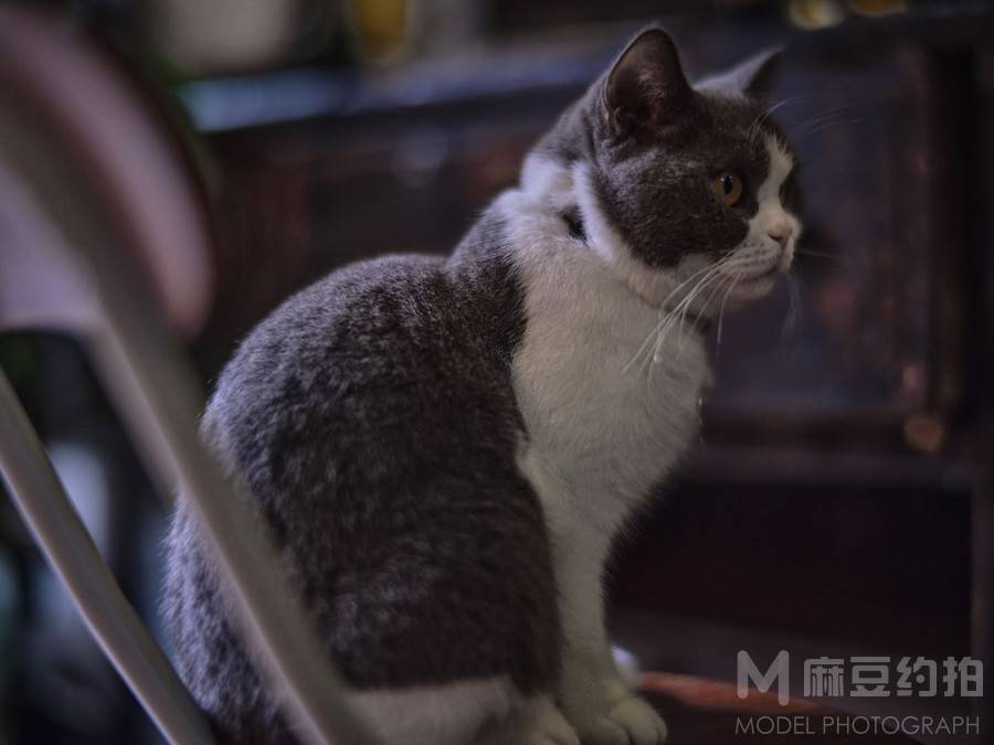 宝丽来模特