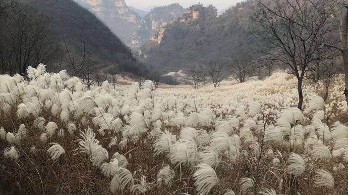 大面积芦苇荡