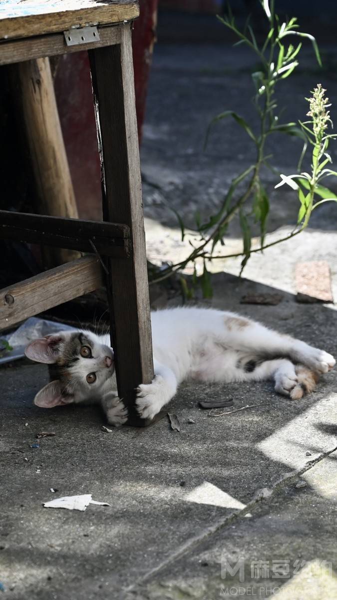 纪实模特