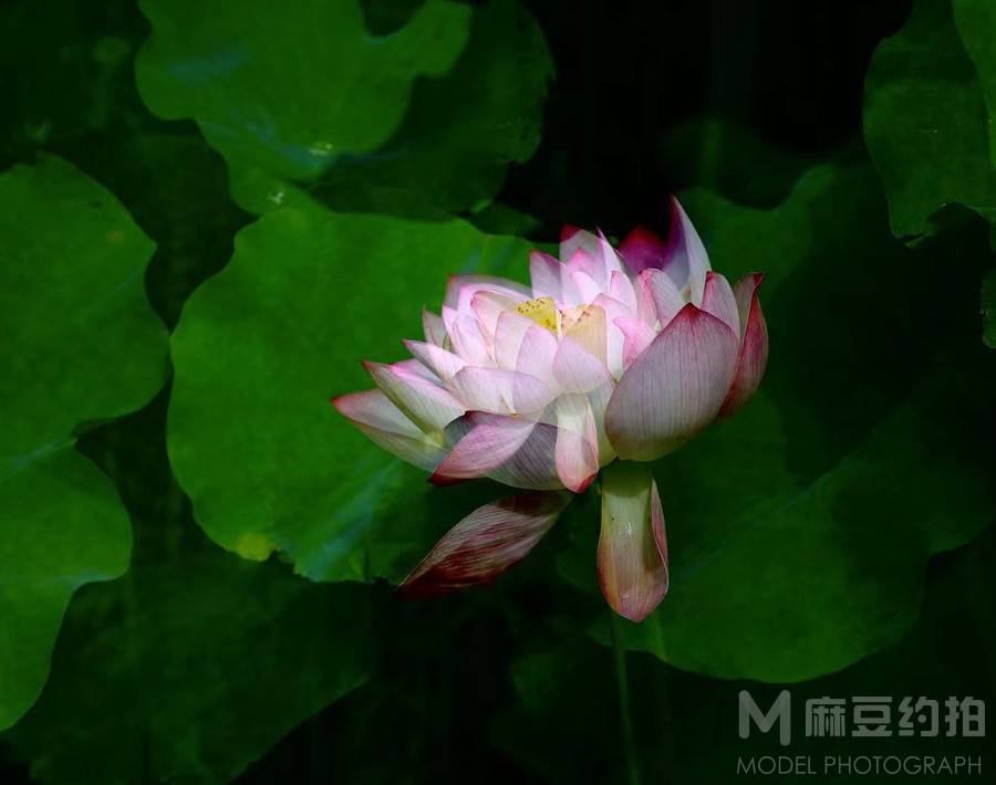 纪实模特