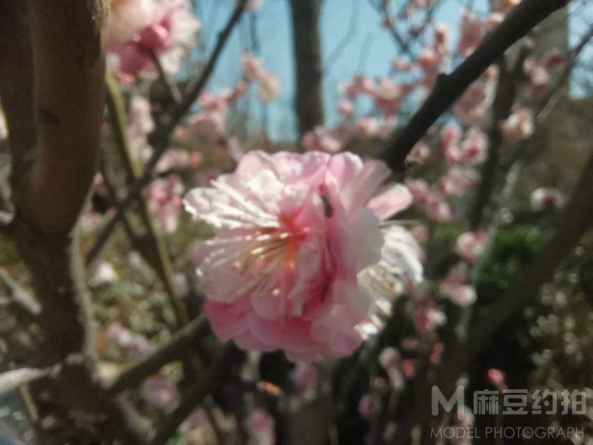 清新模特