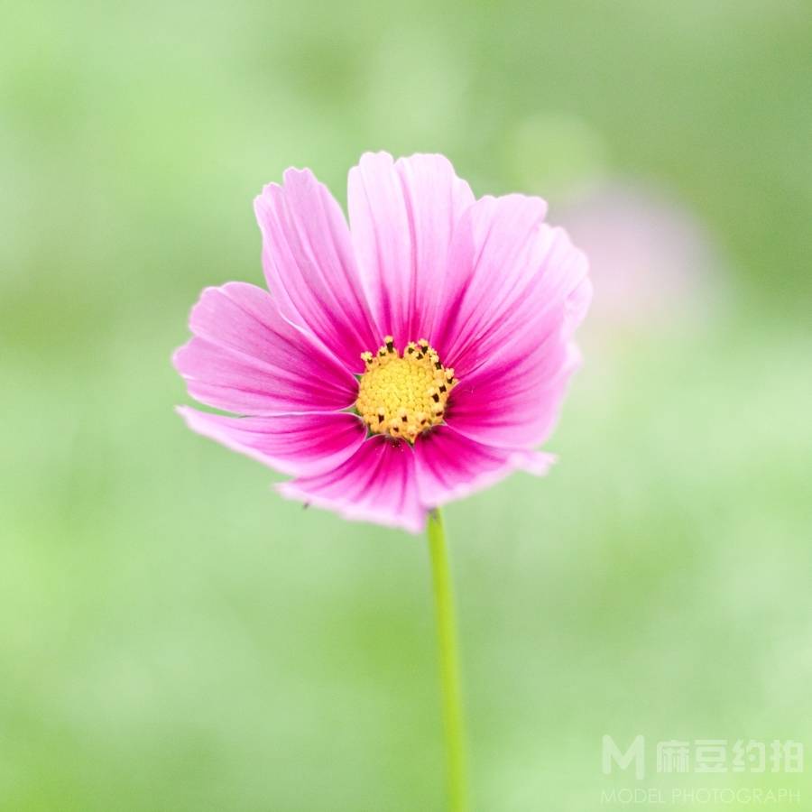 纪实模特