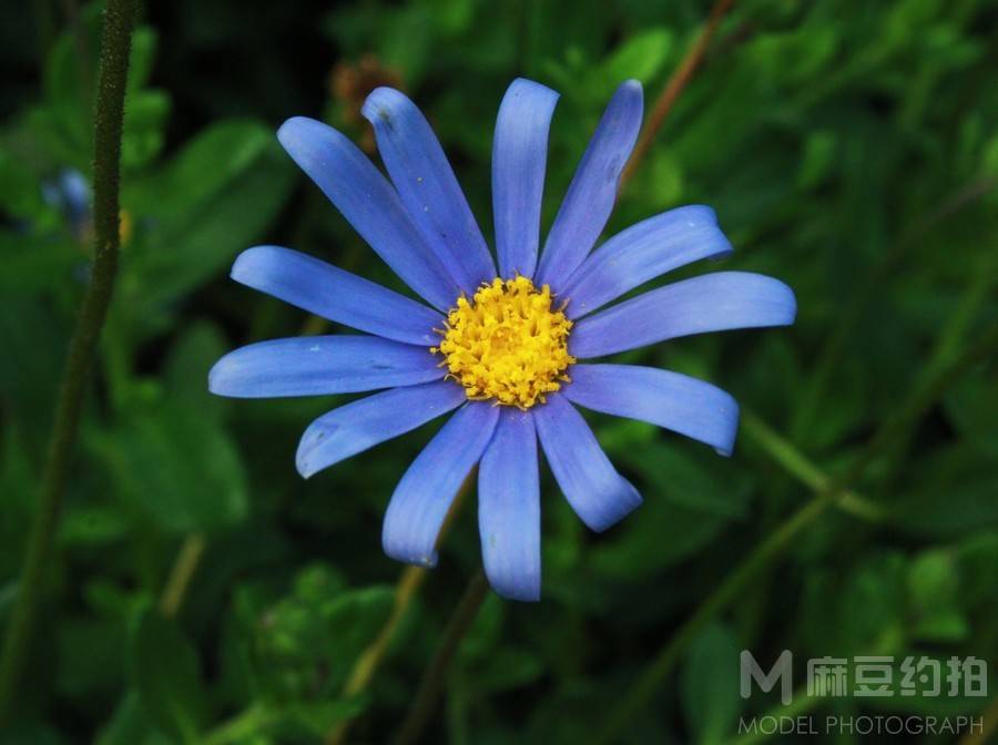 纪实模特
