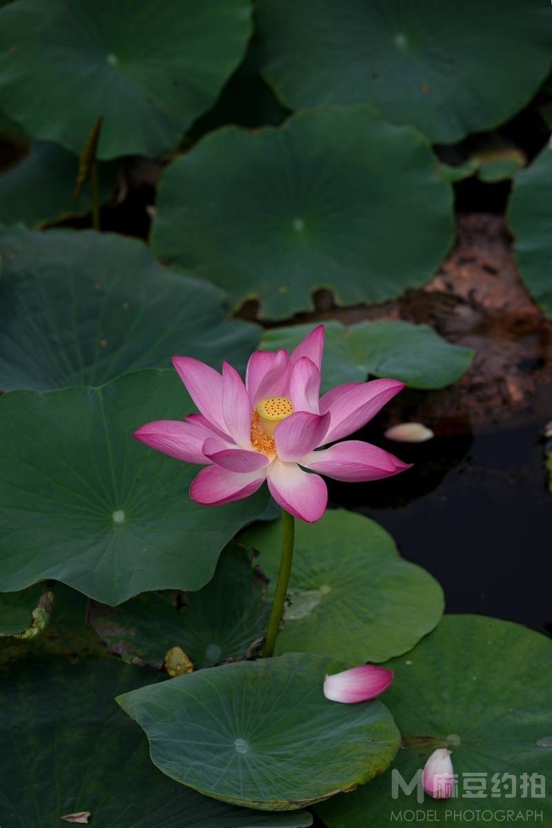 纪实模特