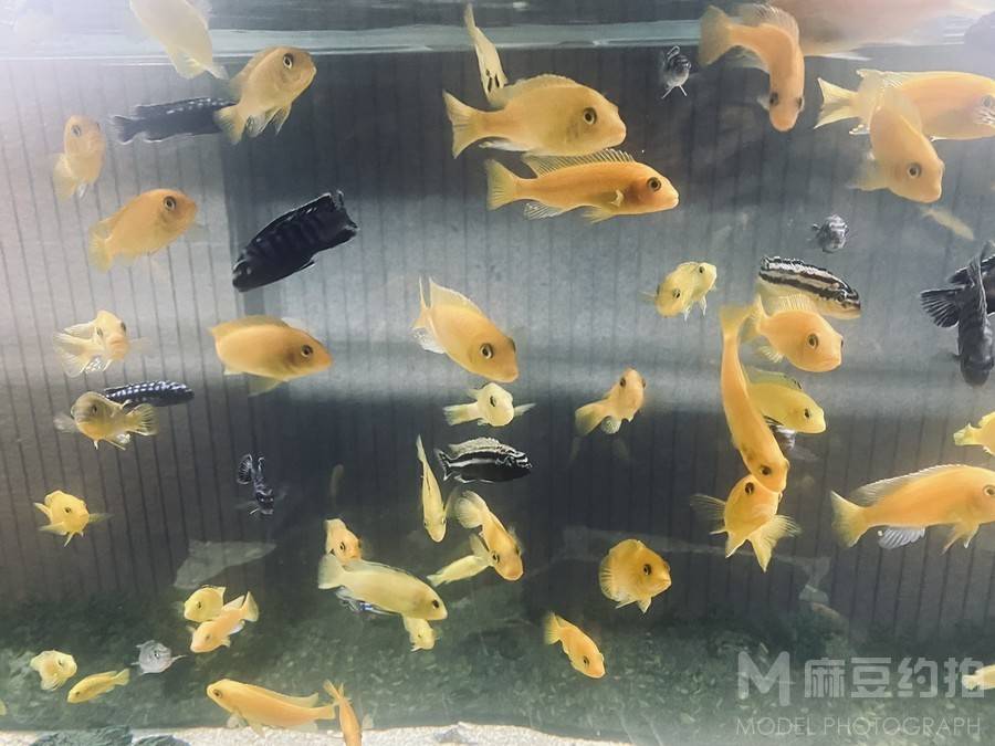 黑白模特