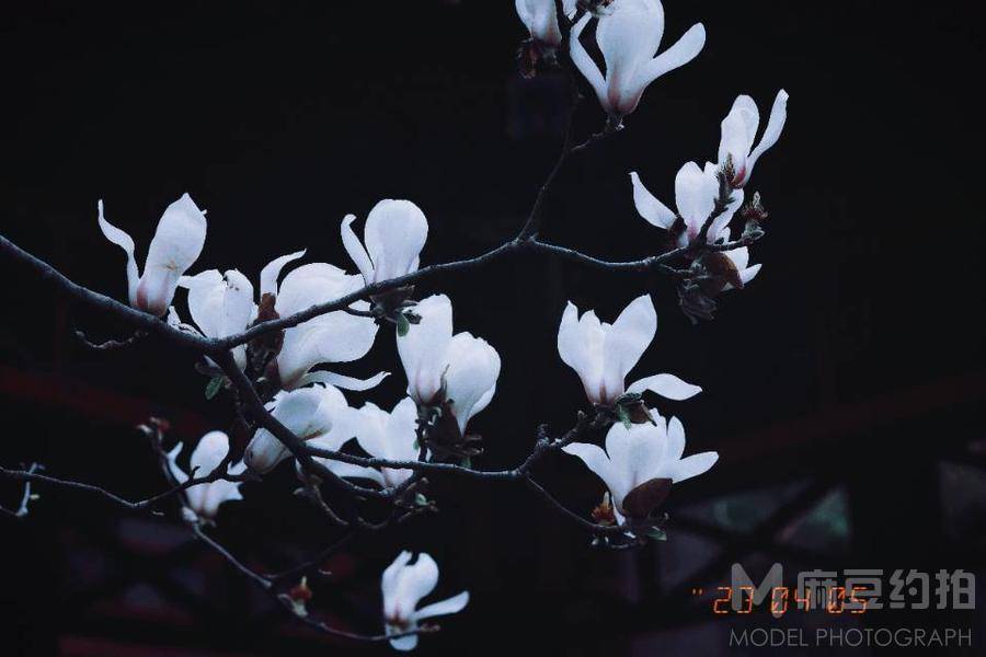 胶片模特