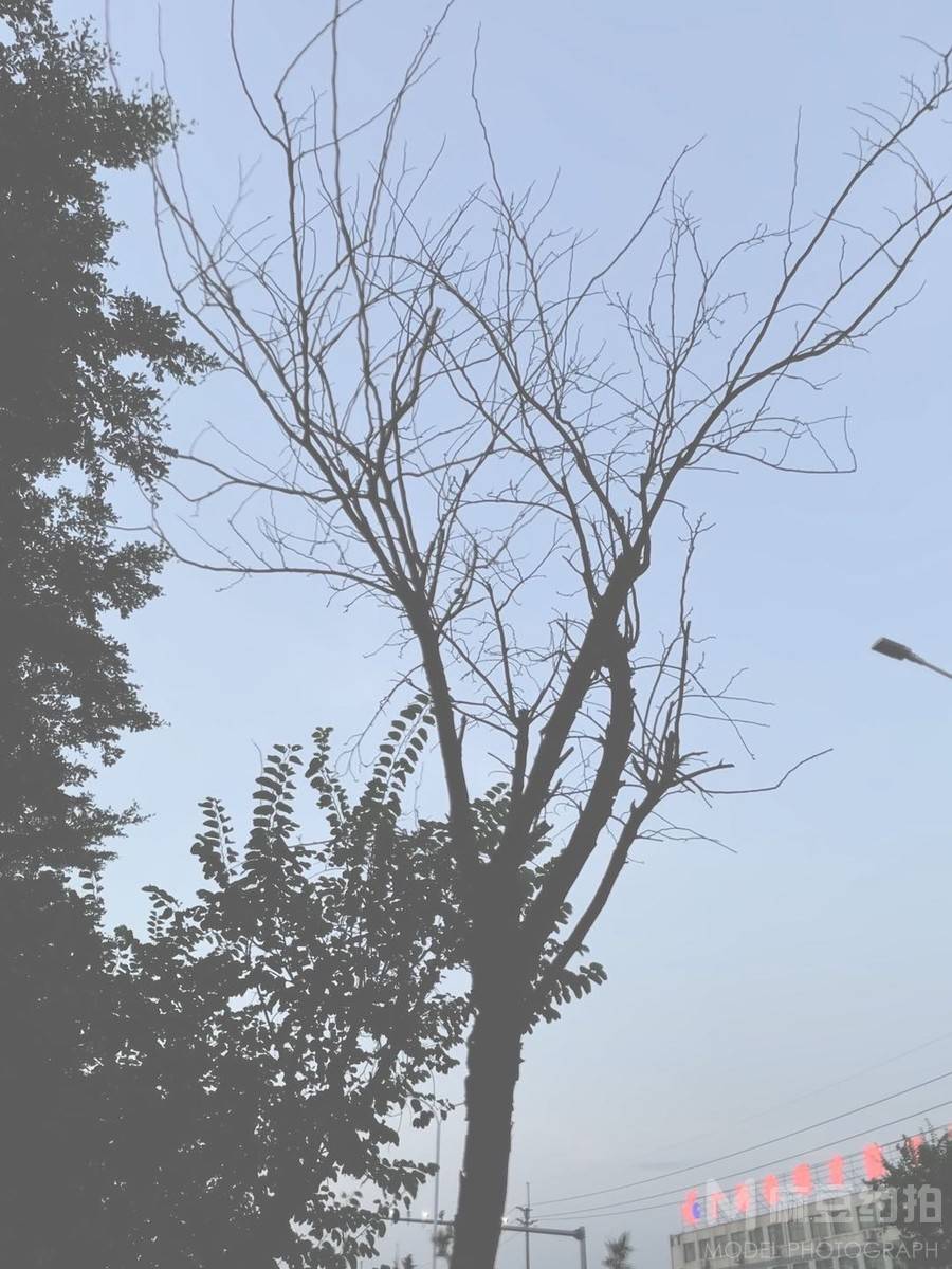 纪实模特