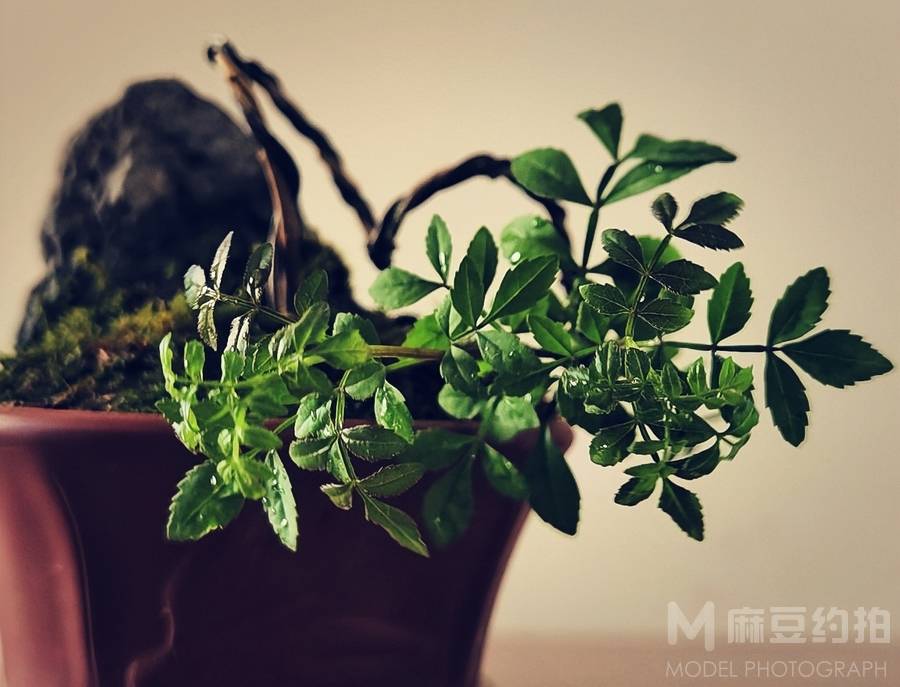 纪实模特