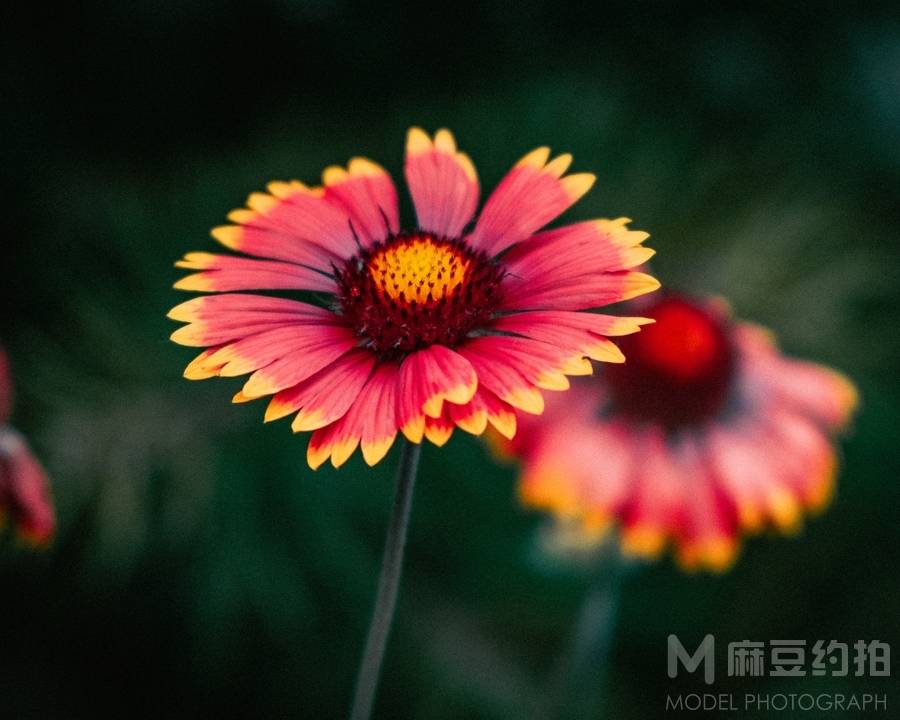 纪实模特