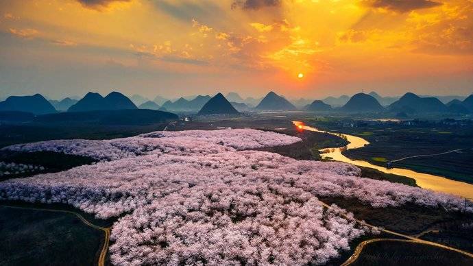 贵州安顺平坝万里樱花园