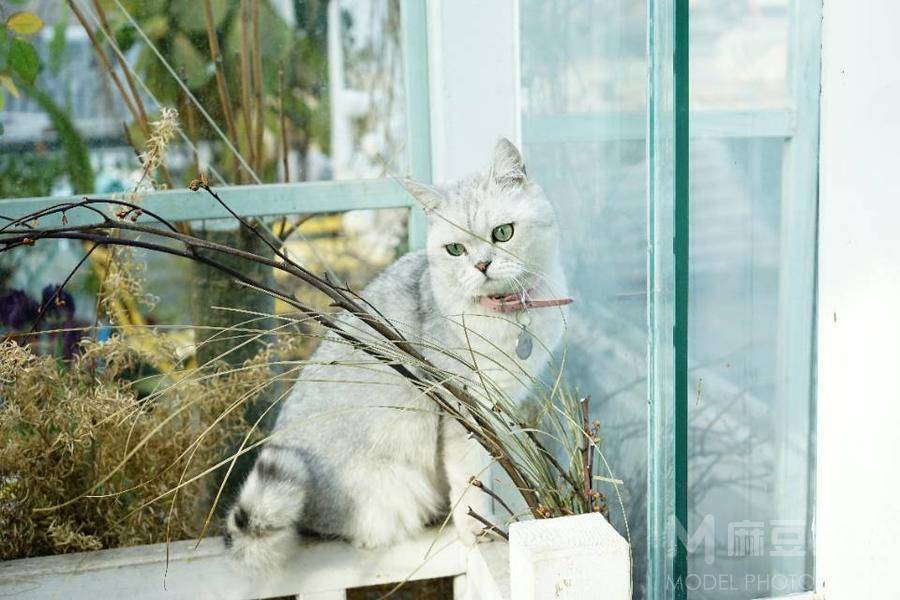 孕照模特