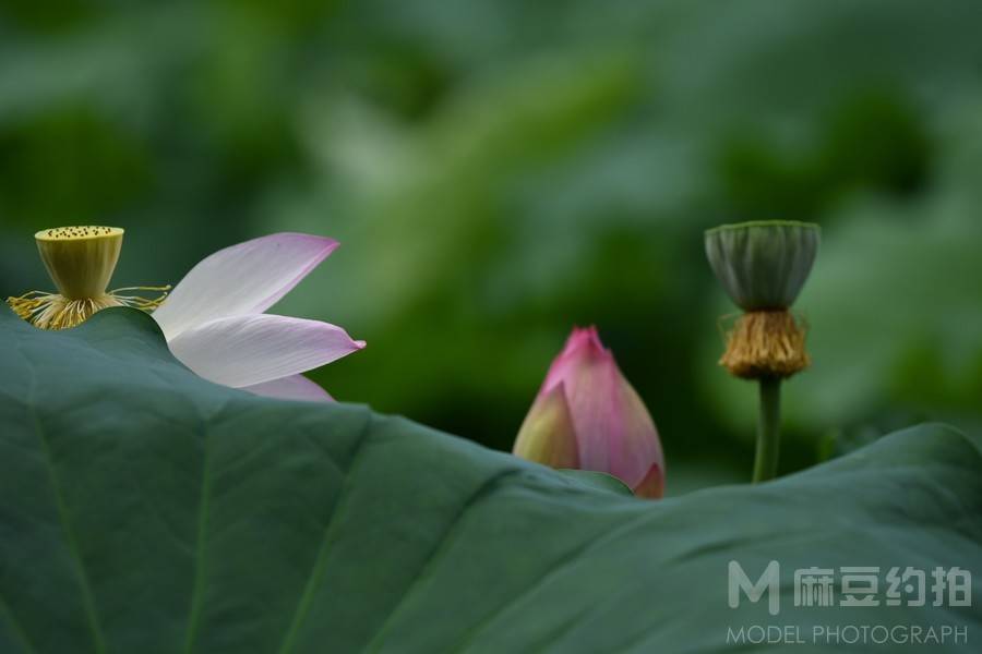 胶片模特