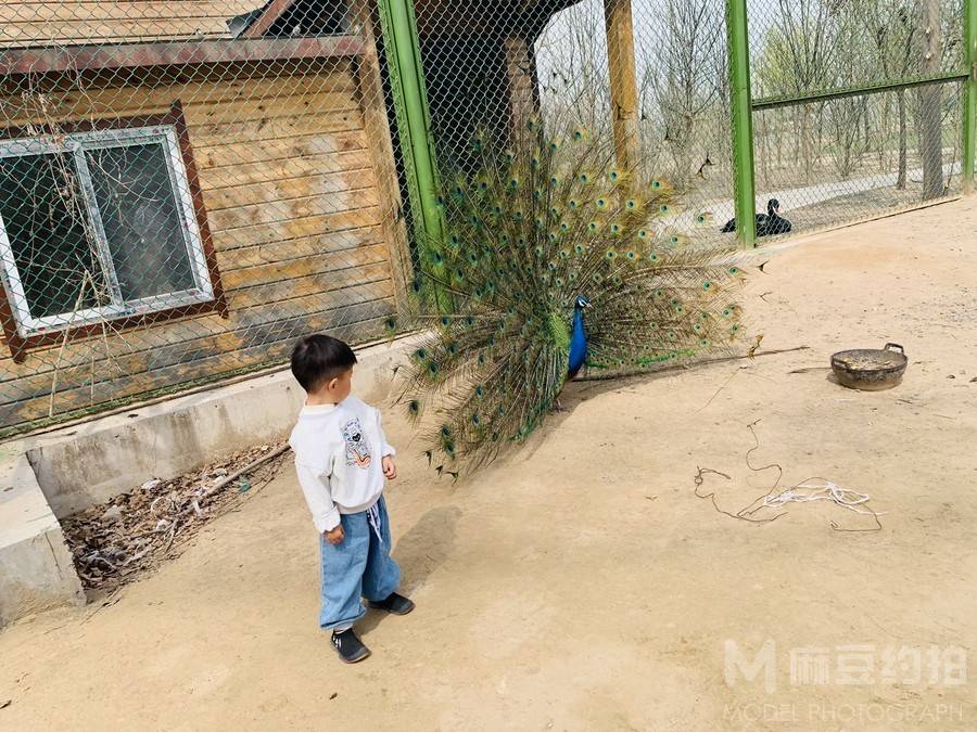 孕照模特