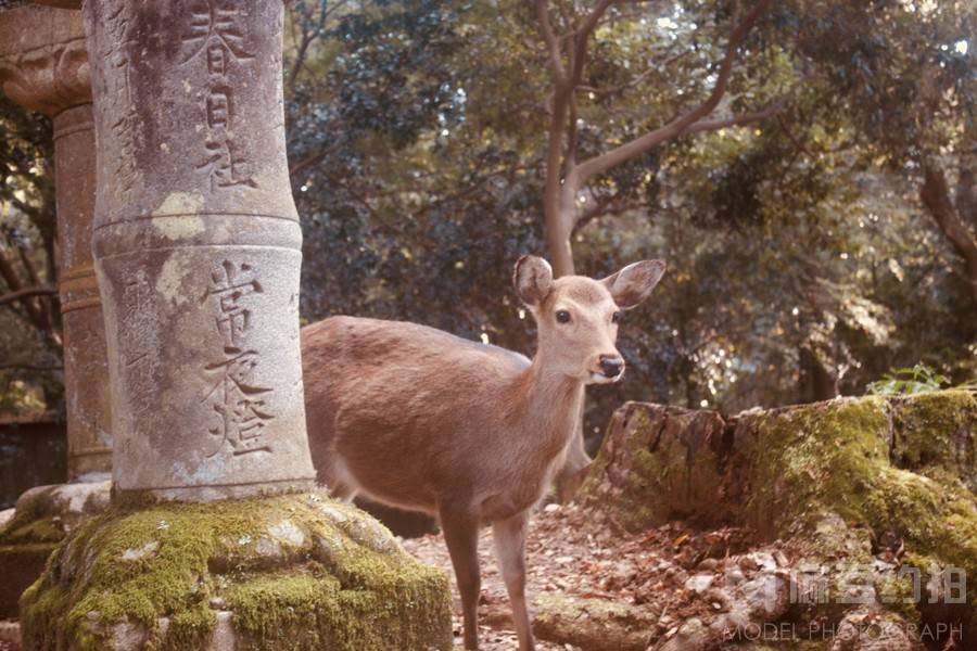 纪实模特
