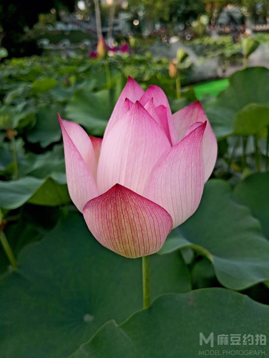 纪实模特