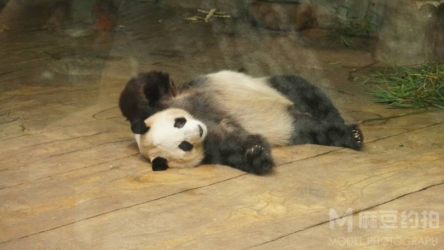 纪实模特