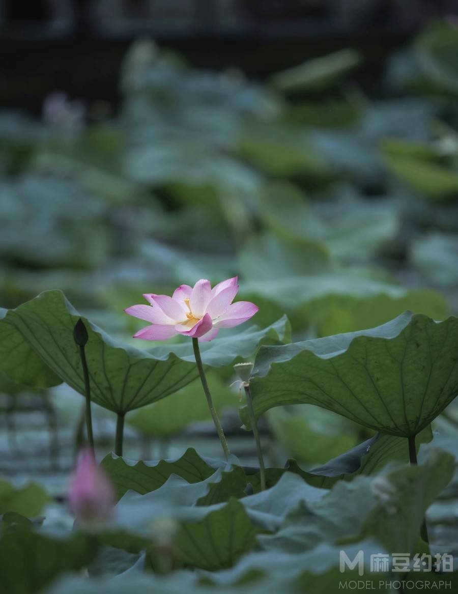 纪实模特